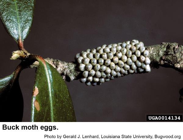 Buck moth eggs